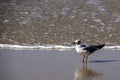 HartlaubÃ¢â¬â¢s Gull in a small wave, at the sea